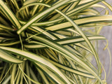 24x Carex oshim. 'Evergold'- ↕10-25cm - Ø9cm