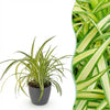 Green boutiQ - Kamerplant - Chlorophytum comosum Variegatum - Bonte Graslelie - Huisdiervriendelijke Plant - Groen - 1 Plant - met Potter Grijs - Pot 12cm - Hoogte 20cm