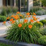 Green boutiQ - Vasteplant - Hemerocallis Mauna Loa - Daglelie - Bijen en Vlinderlokkers - Oranje - 24 Planten - Pot 11cm - Hoogte 15-25cm