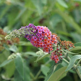 Green boutiQ - Vlinderstruik - Buddleja davidii Flower Power - Bloem Oranje Paars - 3 Planten - 1m2 - Bladverliezend - Vlinderlokkend -Pot 17cm Hoogte 30cm
