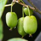 Green boutiQ - Fruitplant - Kiwi - Actinidia arguta Issai - Groene Vrucht - 2 planten -Pot 11cm Hoogte 40cm