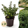 Green boutiQ - 24x Ilex crenata Stokes - Japanse Hulst - Haagplanten - Groenblijvend - Groen - Pot 9cm - Hoogte 20-30cm