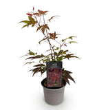 Green boutiQ - Tuinplant - Acer palmatum Atropurpureum - Paars - 1 Plant - Blad verliezend - Weinig Onderhoud - Pot 12cm Hoogte 35cm