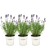 Plants by Frank - Lavandula angustifolia Felice®in 'Old Look' sierpot - 13 cm pot - set van 3 echte Lavendels in Sierpot