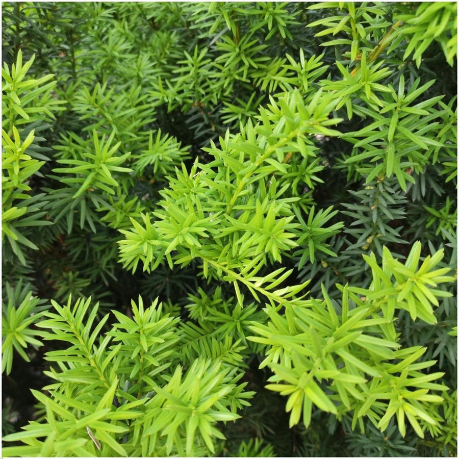 Taxus media Farmen — Venijnboomhaag, 6 planten (1 strekkende meter)