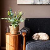 Green boutiQ - Kamerplant - Phlebodium aureum Blue Star - Blauwe Varen - Huisdiervriendelijke Plant - Blauw - 2 Planten - met Mand - Pot 12cm - Hoogte 25cm