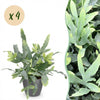 Green boutiQ - Kamerplant - Phlebodium aureum Blue Star - Blauwe Varen - Huisdiervriendelijke Plant - Blauw - 4 Planten - met Potter Grijs - Pot 12cm - Hoogte 25cm