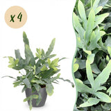 Green boutiQ - Kamerplant - Phlebodium aureum Blue Star - Blauwe Varen - Huisdiervriendelijke Plant - Blauw - 4 Planten - met Potter Grijs - Pot 12cm - Hoogte 25cm