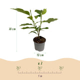 Green boutiQ - Tuinplant - Magnolia Tricolour - Bloem Wit-Roze-Paars - 3 Planten - Bladverliezend - Weinig Onderhoud - Pot 12cm Hoogte 30cm
