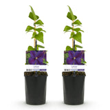 Green boutiQ - Klimplant - Clematis Star of India - Bloem Roze - Weinig onderhoud -2 planten -Pot 11cm Hoogte 40cm