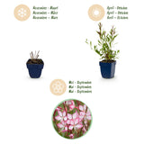 Green boutiQ - Vasteplant - Gaura lindh. Rosyjane - Prachtkaars - Bijen- en vlinderlokkers - Roze - 6 Planten - Pot 11cm - Hoogte 15-25cm