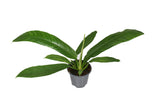 Philodendron Campiii P14 - Ø14cm - ↕40cm