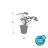 48x Geranium macr. 'Czakor' - ↕10-25cm - Ø9cm