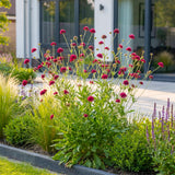 Green boutiQ - Vasteplant - Knautia macedonica - Beemdkroon - Bijen- en vlinderlokkers - Donker Rood - 1 Plant - Pot 11cm - Hoogte 15-25cm