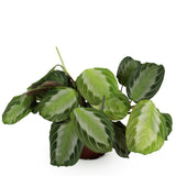 Green boutiQ - Kamerplant - Maranta Fascinator Silverband - Gebedsplant - Huisdiervriendelijke Plant - Groen - 1 Plant - Pot 12cm - Hoogte 25cm