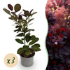 Green boutiQ - Tuinplant - Cotinus coggyria Royal Purple - Paars - 3 Planten - Bladverliezend - Weinig Onderhoud - Pot 12cm Hoogte 35cm