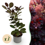 Green boutiQ - Tuinplant - Cotinus coggyria Royal Purple - Paars - 3 Planten - Bladverliezend - Weinig Onderhoud - Pot 12cm Hoogte 35cm