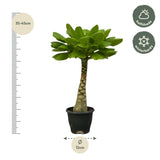 Birghamia Insignis - 25 cm - Ø12cm