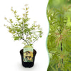 Green boutiQ - Terrasplant - Japanse Esdoorn - Acer palmatum Methamorphosa - Groen - 1 Plant - Bladverliezend - Pot 19cm Hoogte 70cm