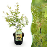 Green boutiQ - Terrasplant - Japanse Esdoorn - Acer palmatum Methamorphosa - Groen - 1 Plant - Bladverliezend - Pot 19cm Hoogte 70cm