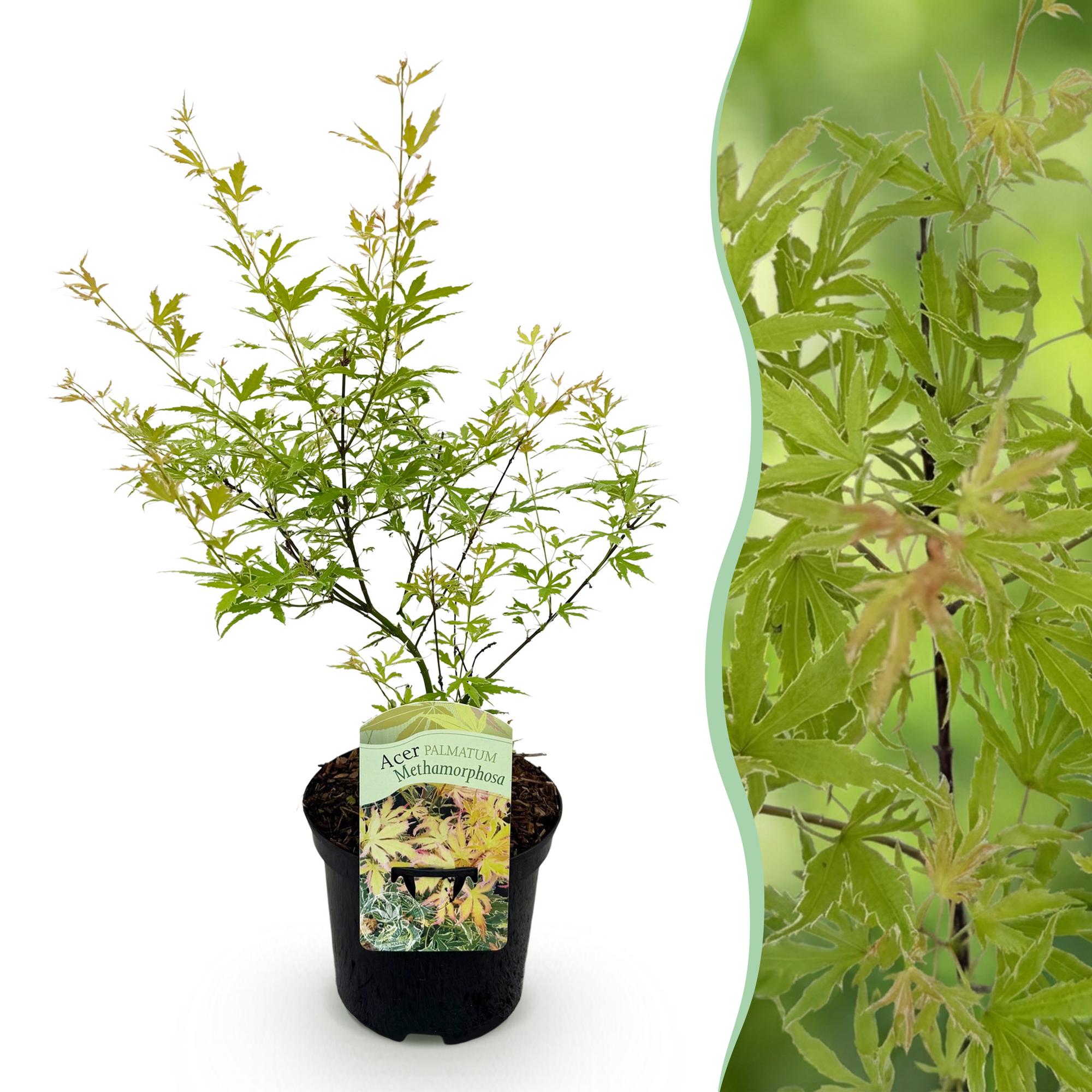 Green boutiQ - Terrasplant - Japanse Esdoorn - Acer palmatum Methamorphosa - Groen - 1 Plant - Bladverliezend - Pot 19cm Hoogte 70cm