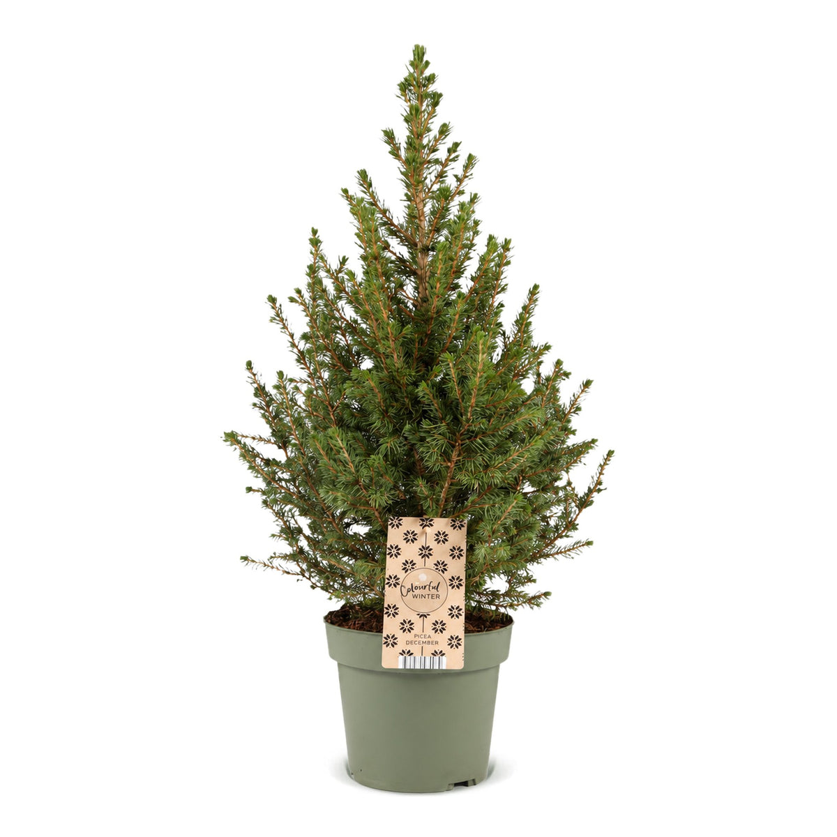 Kegelspar kerstboom — Ø17 cm, 65 cm hoog