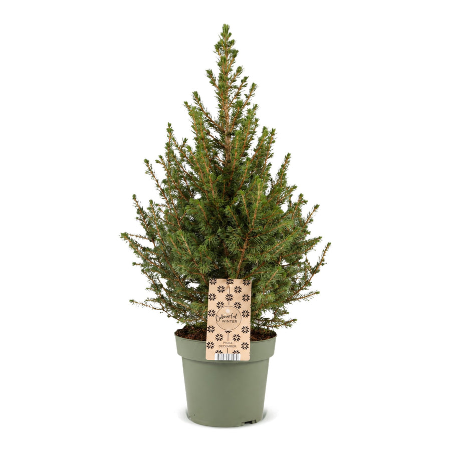 Kegelspar kerstboom – Pot Ø17 cm · 65 cm hoog (foto 2)