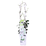 2x - Trachelospermum 'Star of Venice' - ↨65cm - Ø15