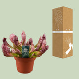 Sarracenia Scarlet Belle - Ø12cm - ↕20cm