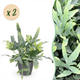 Green boutiQ - Kamerplant - Phlebodium aureum Blue Star - Blauwe Varen - Huisdiervriendelijke Plant - Blauw - 2 Planten - met Potter Grijs - Pot 12cm - Hoogte 25cm