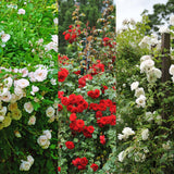Green boutiQ - Klimroos - Rosa Tricolour- Bloemen Roze Wit Rood - Weinig onderhoud - 3 planten - Pot 11cm Hoogte 40cm
