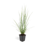 48x Pennisetum alopecuroides 'Hameln' - ↕10-25cm - Ø9cm