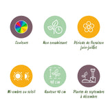 Green boutiQ - Bloembollen - Ranunculus Mix - Diversen Kleuren - 40 stuks - Bolmaat 5/6 - XXL Pack