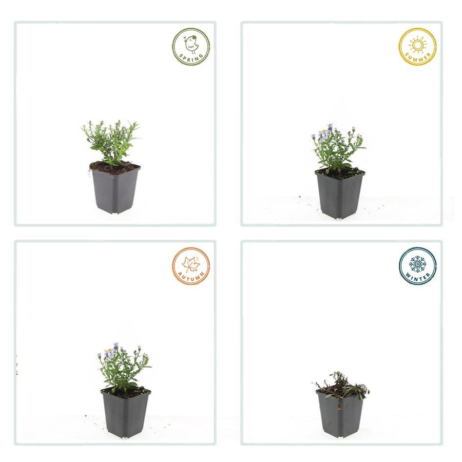 Aster – 6 planten · pot Ø9 cm · 10-25 cm hoog (foto 4)