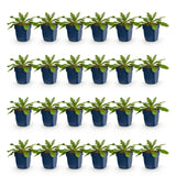 Green boutiQ - Vasteplant - Scabiosa col. Pink Mist - Duifkruid - Bijen en Vlinderlokkers - Roze - 24 Planten - Pot 11cm - Hoogte 15-25cm