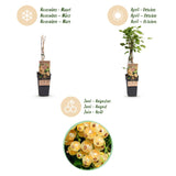 Green boutiQ - Fruitplant - Ribes rubrum Witte Parel - Bessenplant - Winterhard - Witte Bes - 2 Planten - Pot 15cm - Hoogte 50cm
