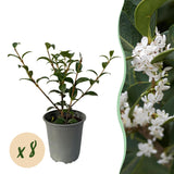 Green boutiQ - Haagplanten - Osmathus burkwoodii - blad groen - 8 planten - 1 strekkende meter - groenblijvend - pot 9cm hoogte 25-30cm