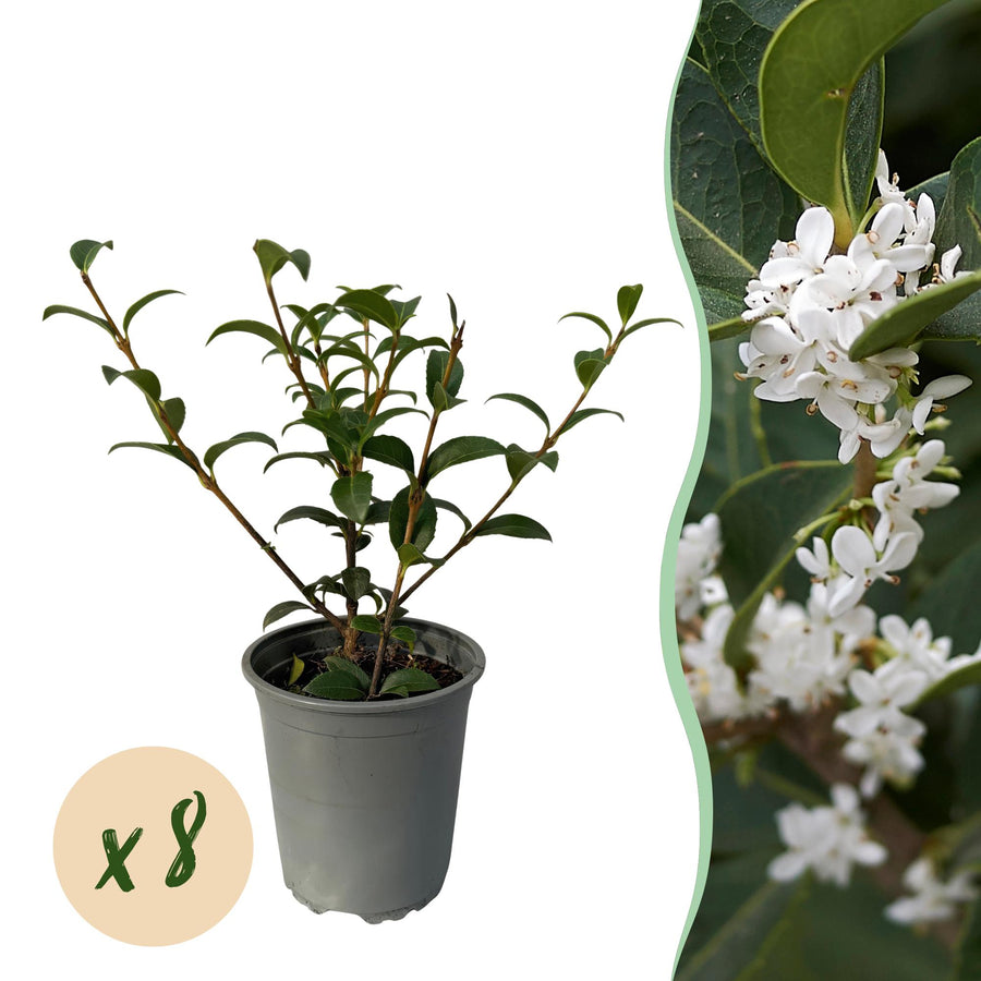 Osmathus burkwoodii — Welriekende olijfhaag, 8 planten (1 strekkende meter), 25-30 cm
