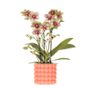Kolibri Orchids | Oranje orchidee Grosetto met Poppy sierpot oranje– potmaat Ø9 cm – vers van de kweker