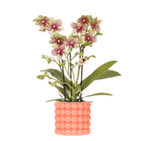 Kolibri Orchids | Oranje orchidee Grosetto met Poppy sierpot oranje– potmaat Ø9 cm – vers van de kweker