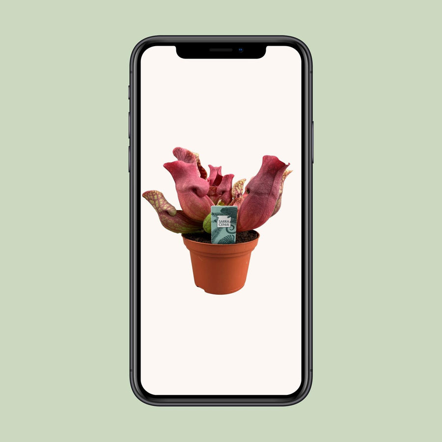 Sarracenia Maroon (foto 9)