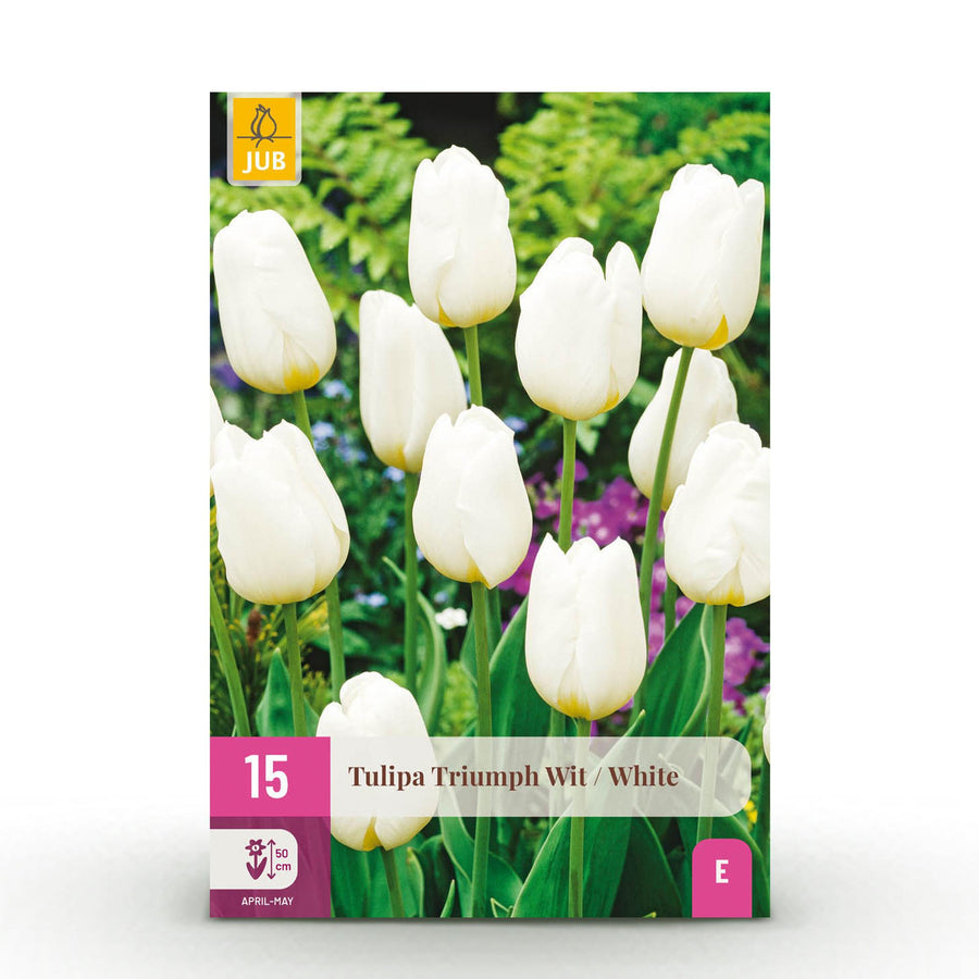 Tulpenbollen Triumph White — wit, 15 stuks (bolmaat 11/12)