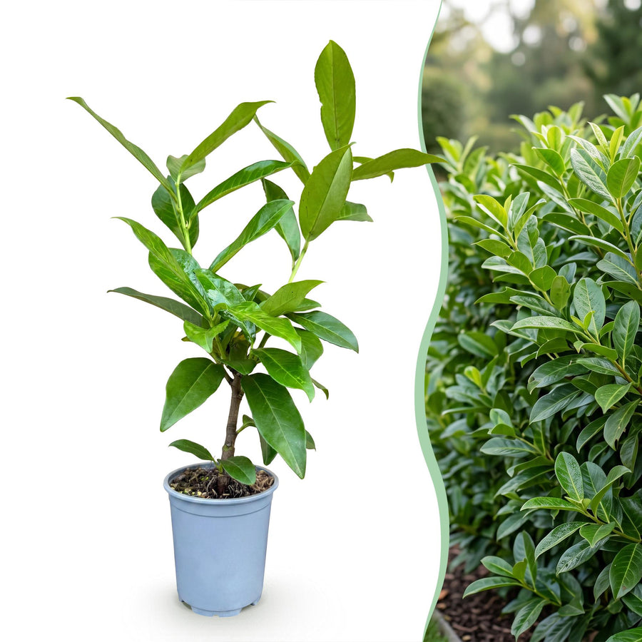 Prunus laur. Novita — Laurierkershaag, 24 stuks, 25-35 cm