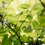 Green boutiQ - Fruitplant - Kiwi - Actinidia arguta Issai - Groene Vrucht - 2 planten -Pot 11cm Hoogte 40cm