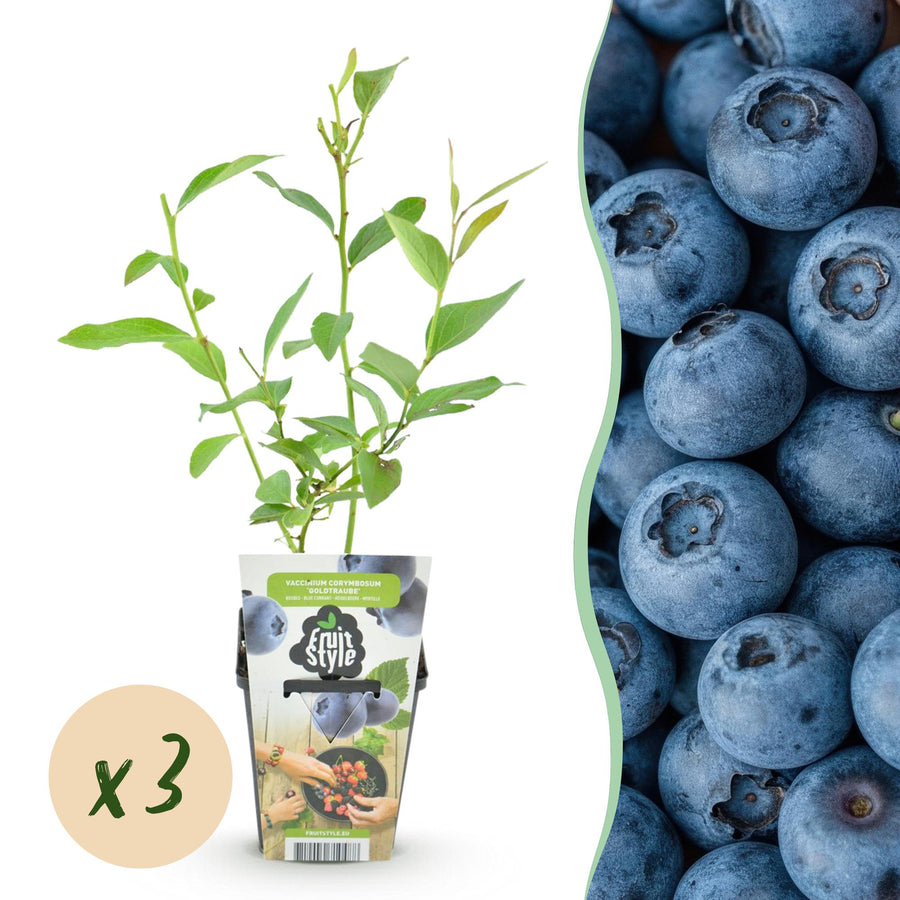 Vaccinium corymbossum Goldtraube – 3 planten
