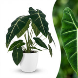 Green boutiQ - Kamerplant - Olifantsoor - Alocasia Frydek - Groen - Weinig onderhoud - 1 Plant - met Potter Wit - Pot 19cm - Hoogte 60cm