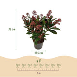 Green boutiQ - Terrasplant - Skimmia japonica Rubella - Bloem Rood - 10+ Bloemen - 3 Planten - Winterhard - Pot 10,5cm Hoogte 25cm