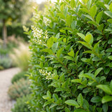 Green boutiQ - 40x Ligustrum ovalifolium - Gewone Liguster - Haagplanten - Groenblijvend - Groen - Pot 9cm - Hoogte 35-45cm