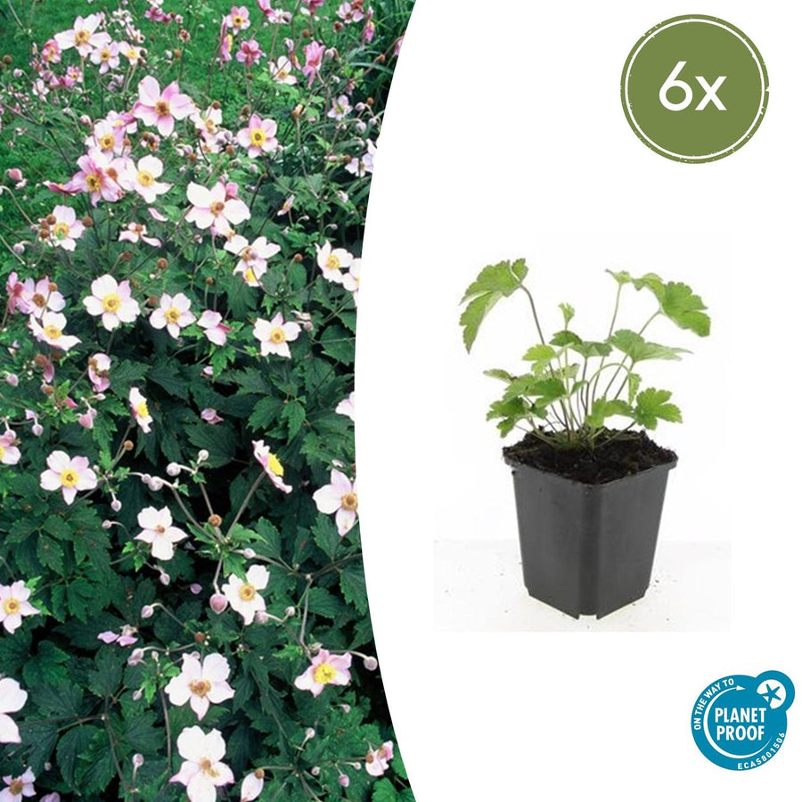 Anemone tom 'Robustissima' – 6 planten · pot Ø9 cm · 10-25 cm hoog