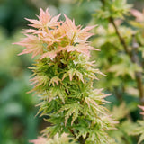 Green boutiQ - Tuinplant - Acer palmatum Koto Hime - Japanse Esdoorn - Bladverliezend - Groen - 1 - Pot 26cm - Hoogte 90cm
